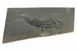Devonian Lobe-Finned Fish (Osteolepis) Fossil - Scotland #243497-1